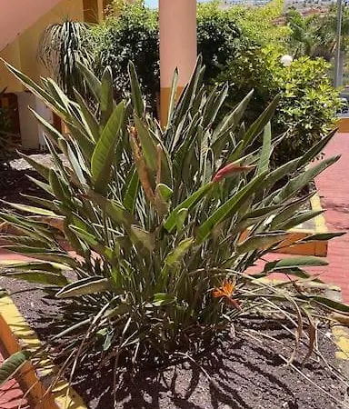 Costa Adeje, 2 Bedrooms Apartment *